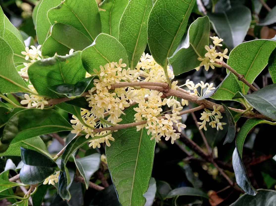 cura delle malattie - fiore