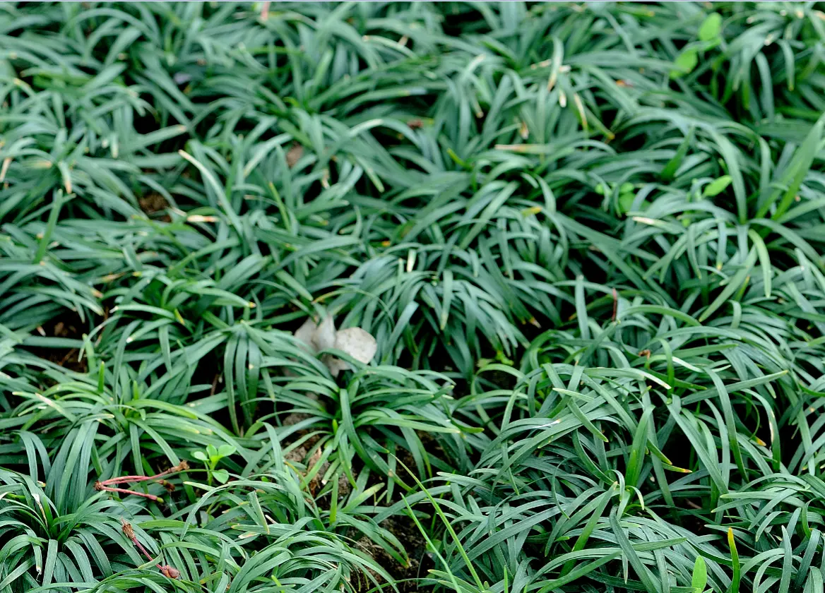 diserbi a norma p.a.n.